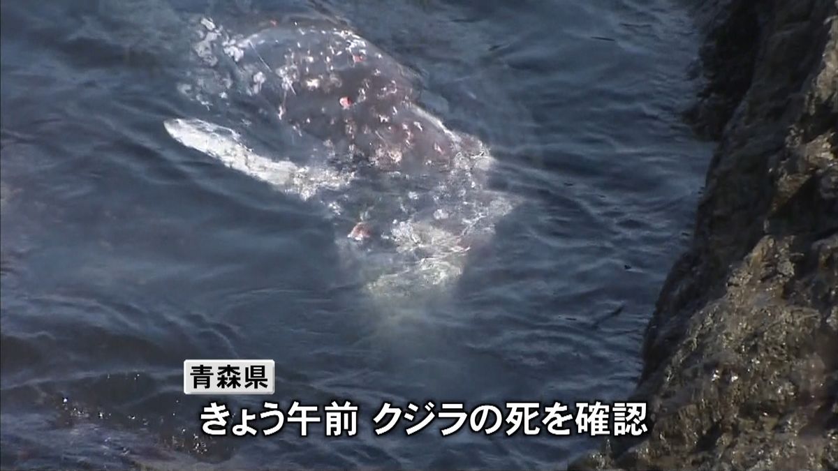 八戸市の海岸　岩場に迷い込んだクジラ死ぬ
