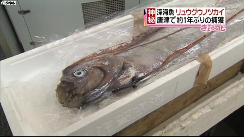 神秘の深海魚「リュウグウノツカイ」捕獲