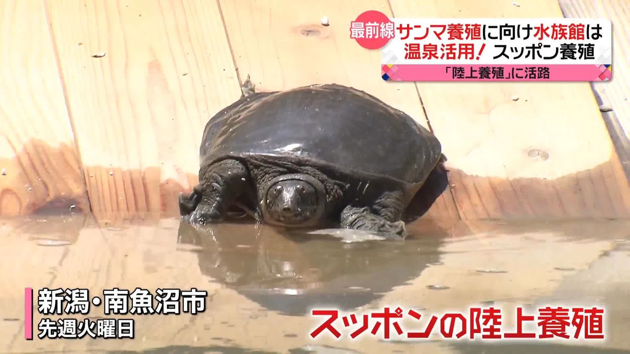 スッポン 習性と新しい養殖法 - 本