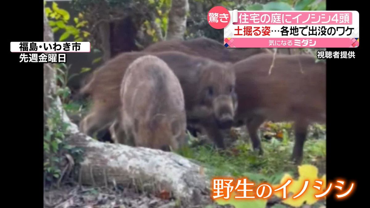 行動範囲広がる秋　野生のイノシシが各地に出没　襲われてケガも…