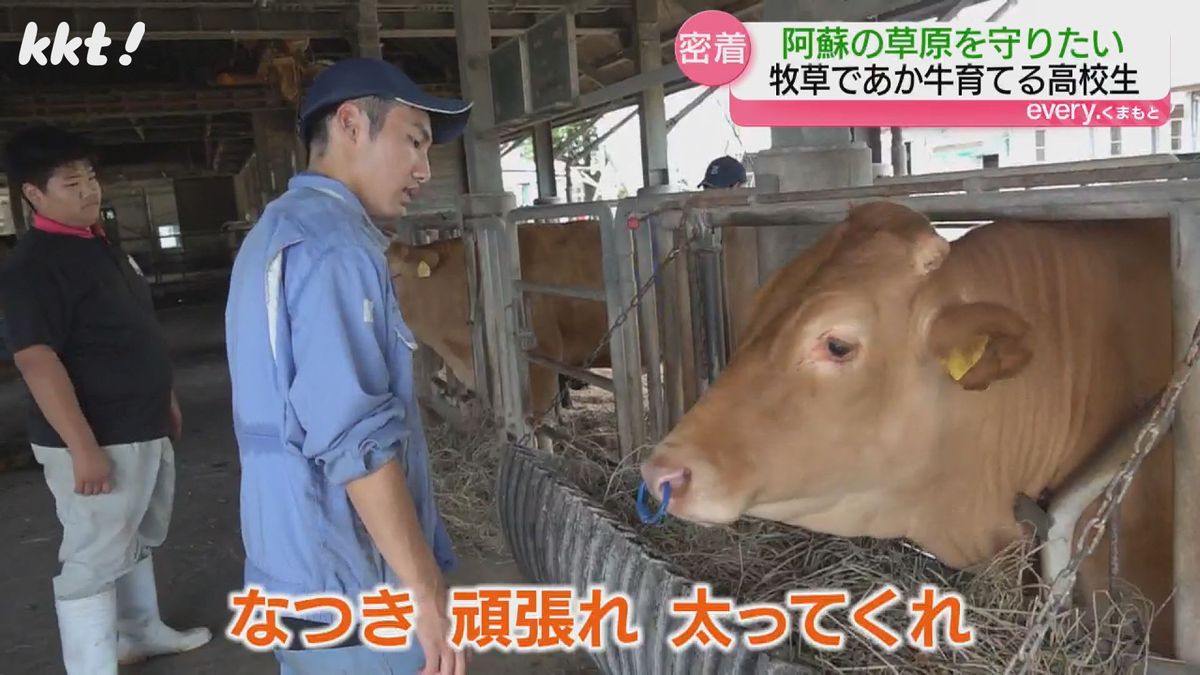 【奮闘】あか牛を肥育し阿蘇の草原を守る｢思うように牧草を食べない…｣熊本の高校生の取り組み