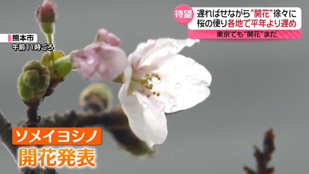 “桜の便り”各地で平年より遅め　待ち遠しい開花…あなたが「待ちわびている」ことは？