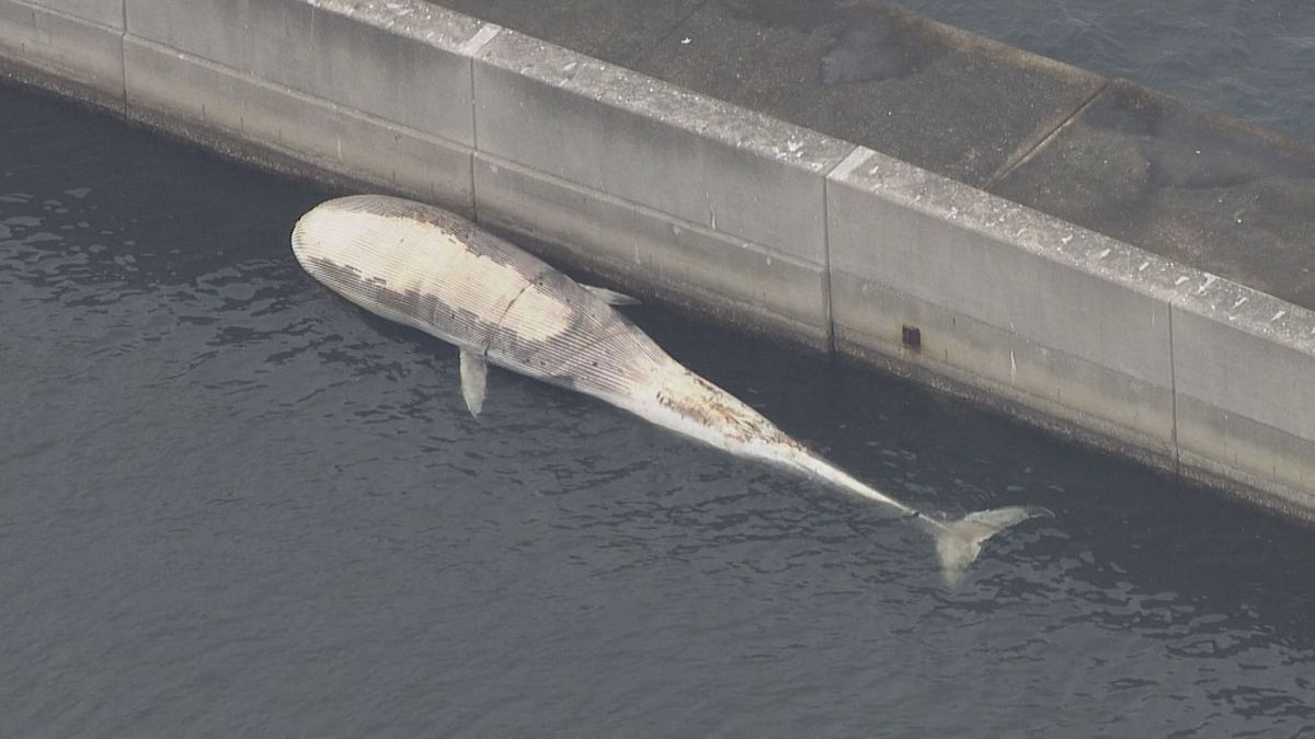 【速報】神戸市垂水区沖で見つかったクジラの死がいを「骨格標本」に　処理費用は競争入札　神戸市