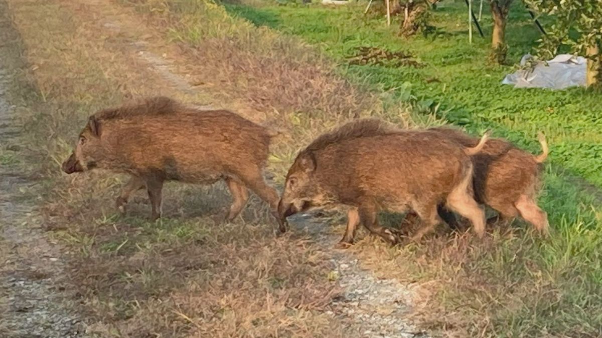 イノシシ　山形県内の住宅地などに出没相次ぐ　冬の間も遭遇する可能性