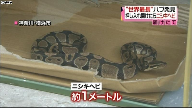 アパートの部屋でニシキヘビ見つかる　横浜