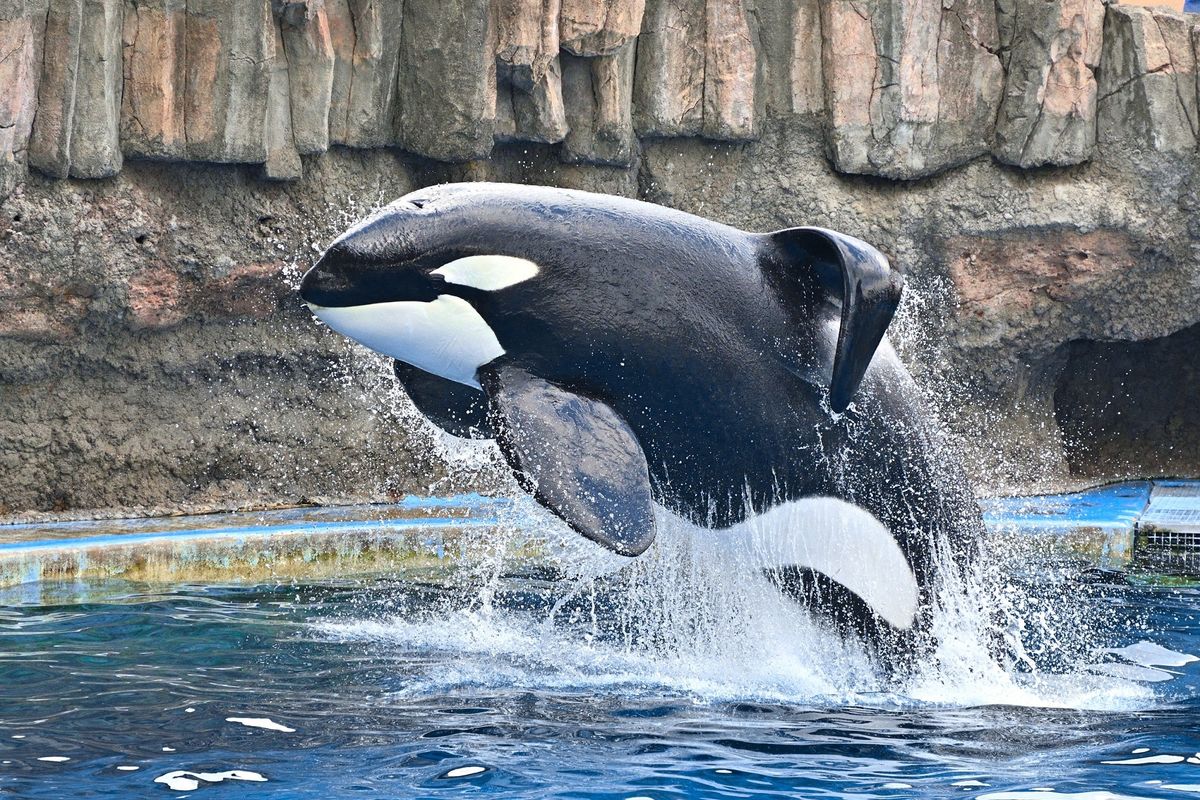 シャチの公開トレーニング（画像提供：名古屋港水族館）