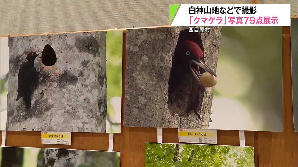 絶滅が危惧されている国内最大のキツツキ「クマゲラ」の写真展　青森県西目屋村