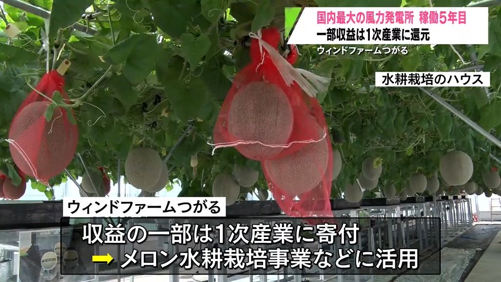 一般家庭9万世帯分　国内最大の風力発電所が稼働5年目　つがる市のウィンドファームつがる