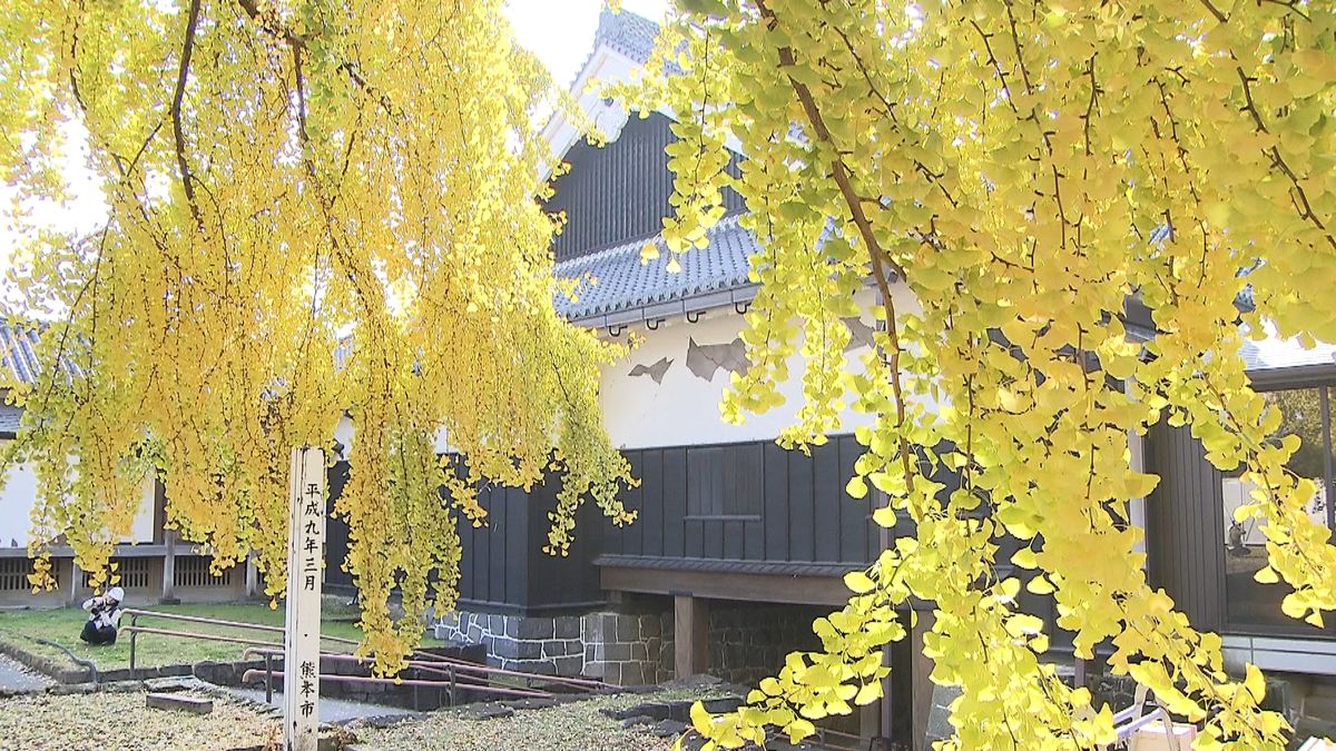 復興を見つめて…熊本城の大イチョウ色づく