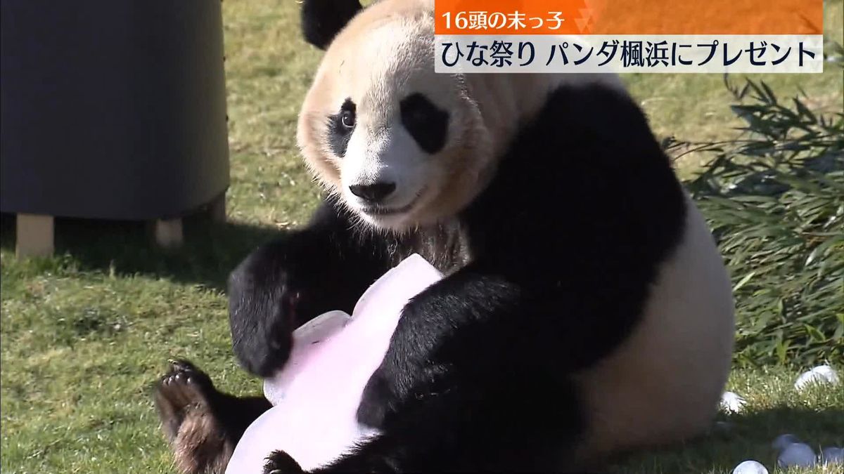 きょうは「ひなまつり」16頭の末っ子パンダ・楓浜にプレゼント