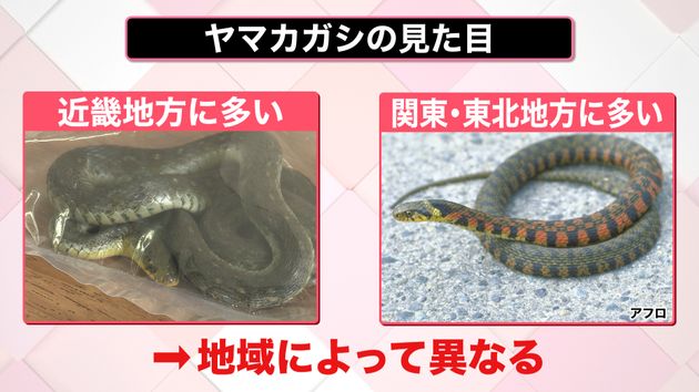 ヤマカガシにかまれた 症状は 対処法は