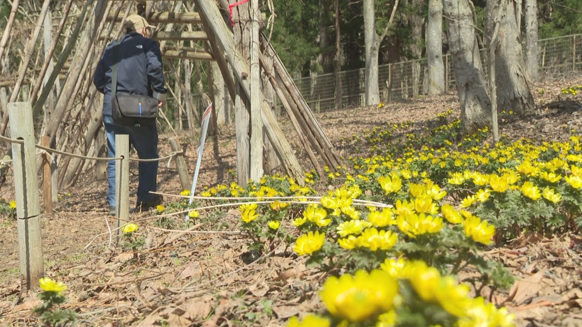 山形市の野草園で60センチほどのクマ1頭目撃　1週間臨時休園に