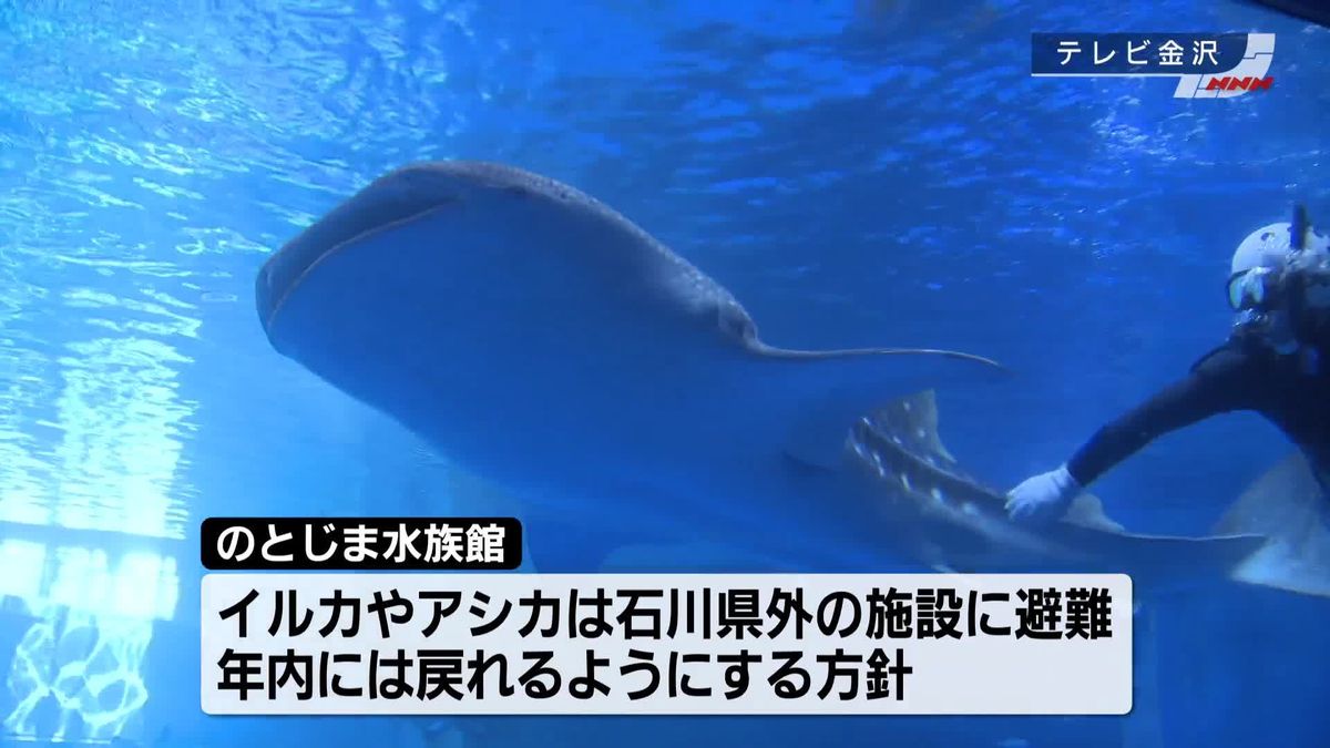 「のとじま水族館」ジンベエザメの展示9か月ぶりに再開　能登半島地震で被災