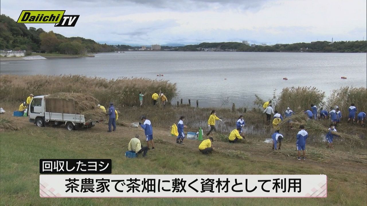 市民憩いの場の環境保全…佐鳴湖畔でヨシの刈り取り作業 浜松市西区