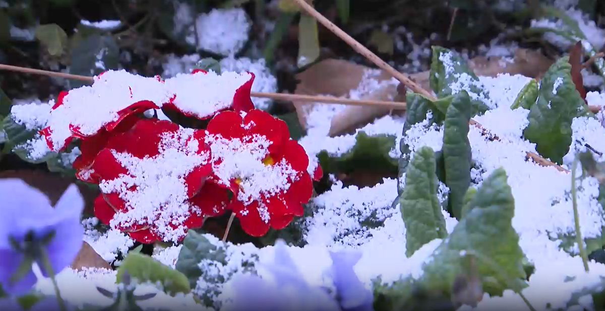 【気象庁】福岡県の山地で23日夜遅くから24日昼前にかけて大雪の恐れ　県内各地の予想を詳しく