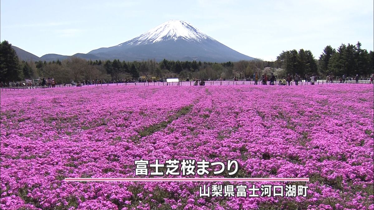 富士山と共演　８０万株のシバザクラ　山梨