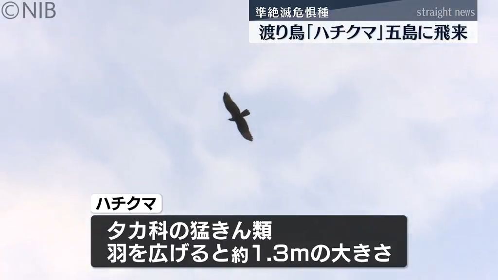 準絶滅危惧種指定の渡り鳥「ハチクマ」五島市に越冬のため飛来　愛鳥家たちが集まる《長崎》