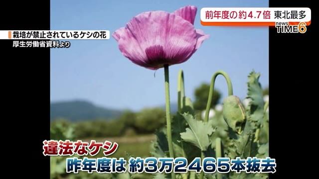 【なぜこんなに…福島県が栽培禁止ケシを前年の4.7倍抜去】2023年は32465本