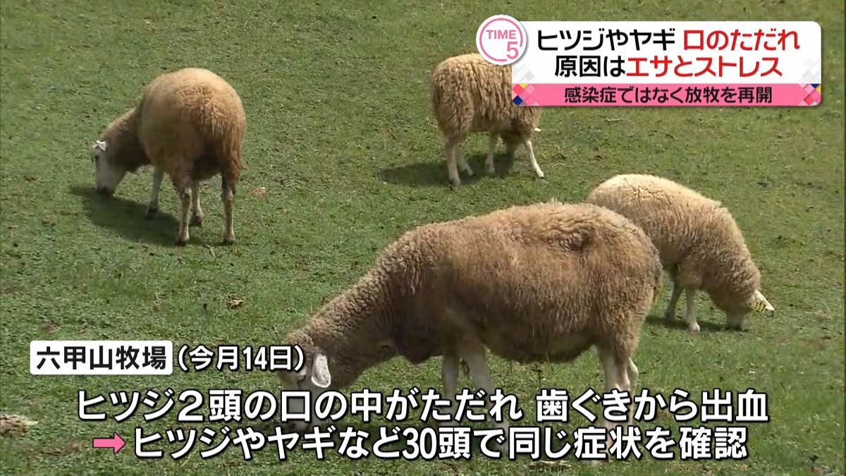 神戸・六甲山牧場で放牧再開　ヒツジやヤギの“口のただれ”感染症ではなくエサとストレス原因