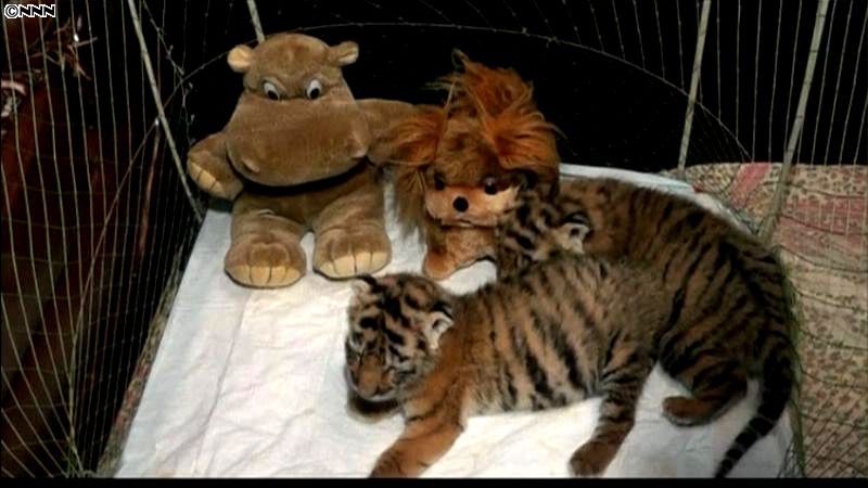 ウクライナの動物園でトラの赤ちゃん誕生！