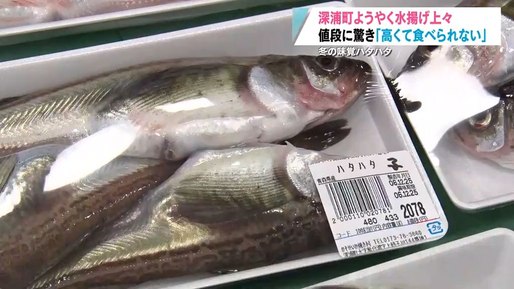 ハタハタキター！！ようやくまとまった水揚げが始まるもなぜか「食べられない」！？　青森県深浦町