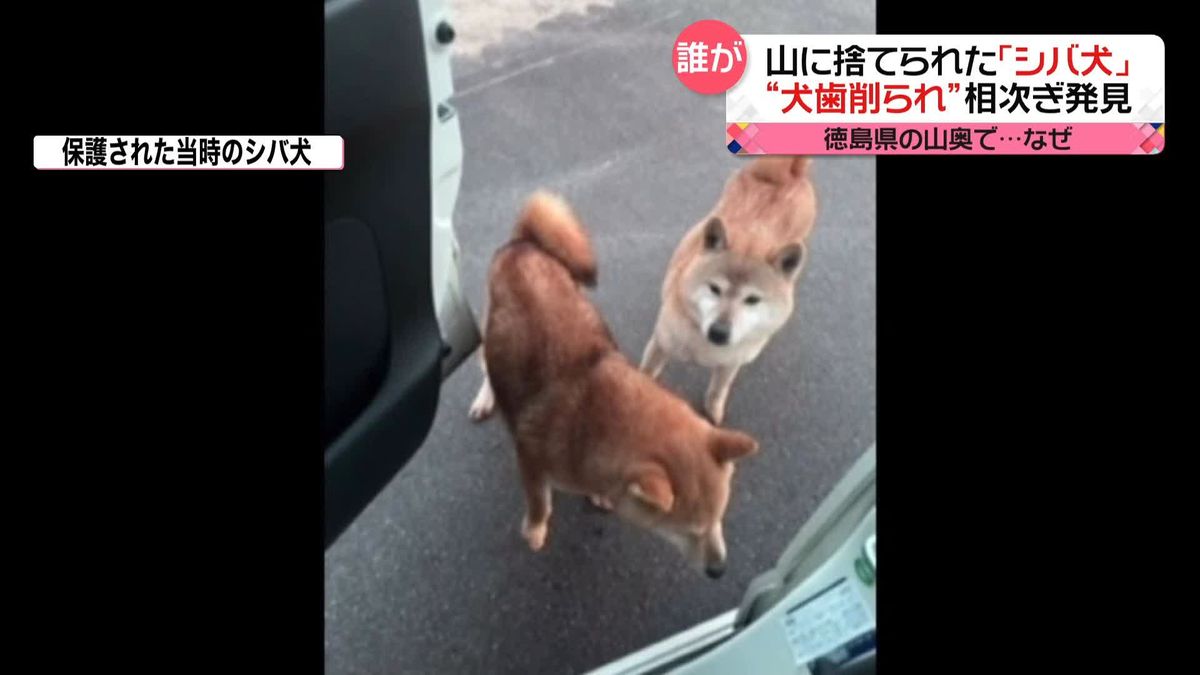 捨てられた「シバ犬」相次ぎ発見　徳島県の山奥で…