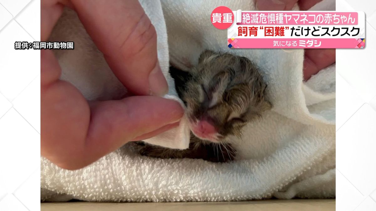 絶滅危惧種ツシマヤマネコの赤ちゃん誕生　元気に母乳飲む