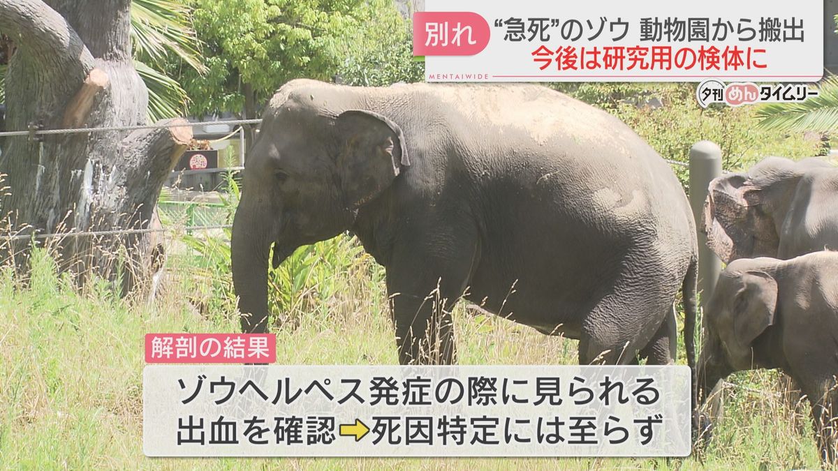 急死の12歳メスのゾウが動物園から搬出