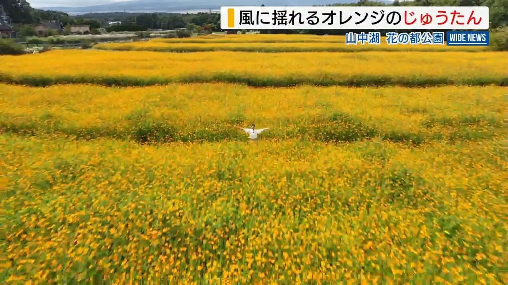 富士山の麓にオレンジ色のじゅうたん キバナコスモス310万本が見頃 山梨・山中湖村