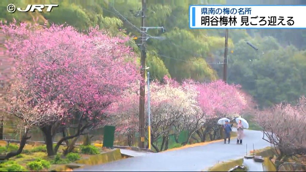 いまが見ごろ　県南部の梅の名所として知られる阿南市の「明谷梅林」【徳島】