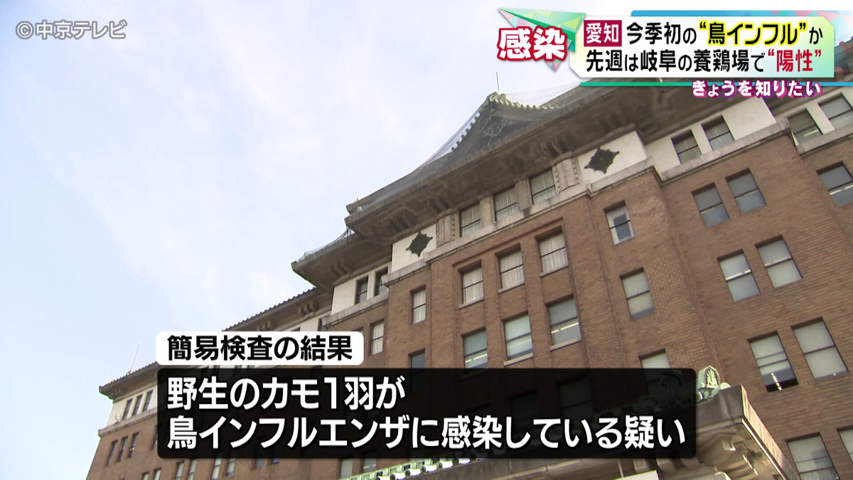 野生のカモが鳥インフルエンザの疑い　陽性が確認されれば愛知で今季初