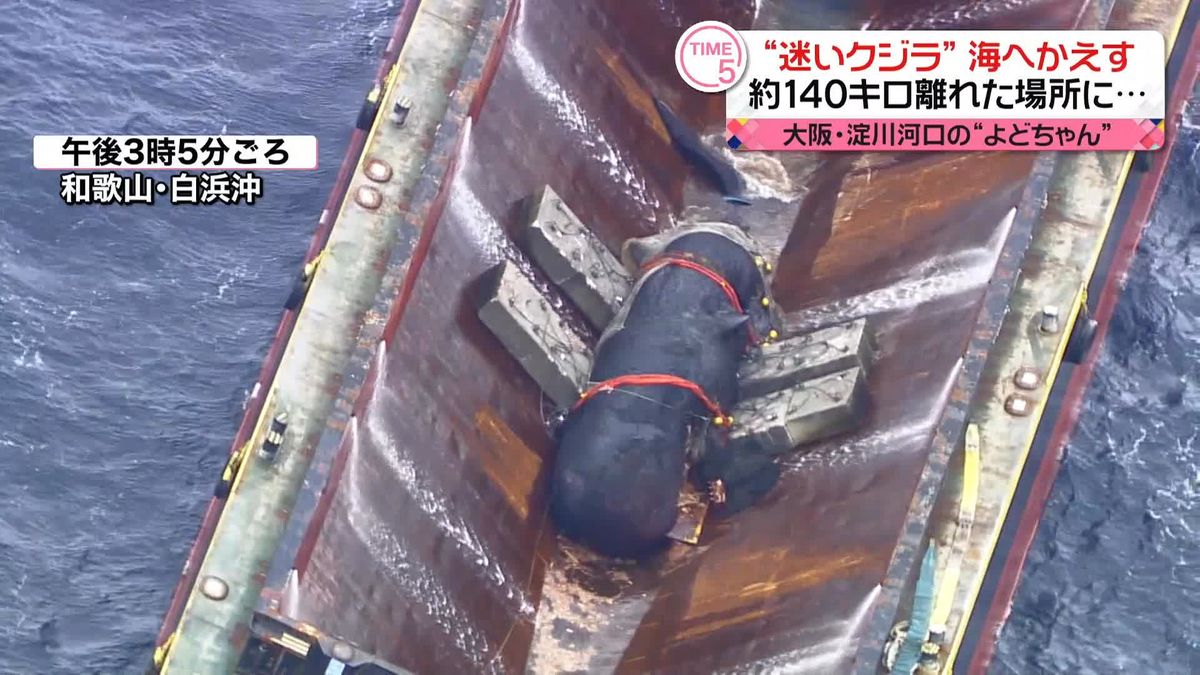 迷いクジラ“よどちゃん”海へかえす　大阪湾から約140キロ離れた場所に…