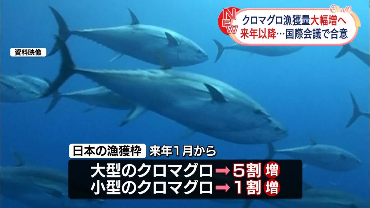 「クロマグロ」漁獲枠、来年以降大幅増へ　国際会議で合意