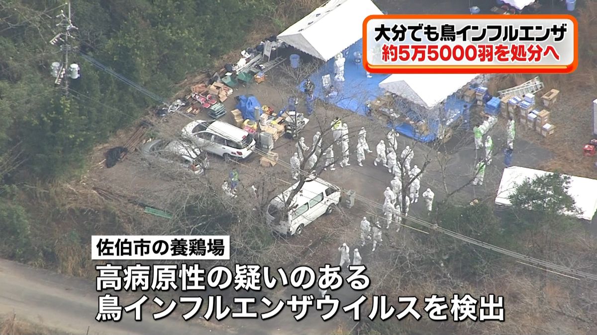 大分で鳥インフル検出　５．５万羽殺処分へ