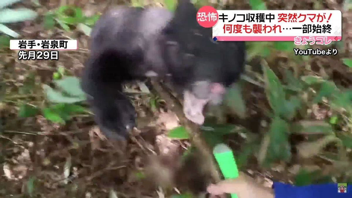 キノコ収穫中に突然クマが！　何度も襲われ…　頭に装着したカメラが捉えた一部始終　岩手・岩泉町