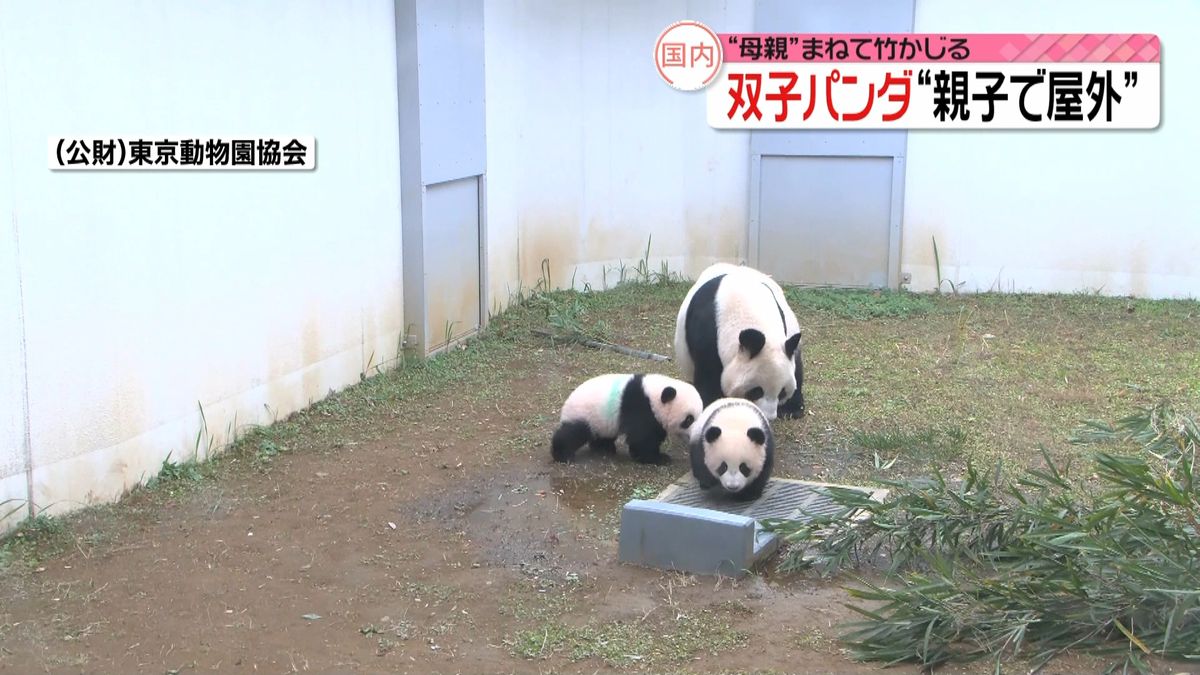 上野の双子パンダ　初めて屋外での映像公開