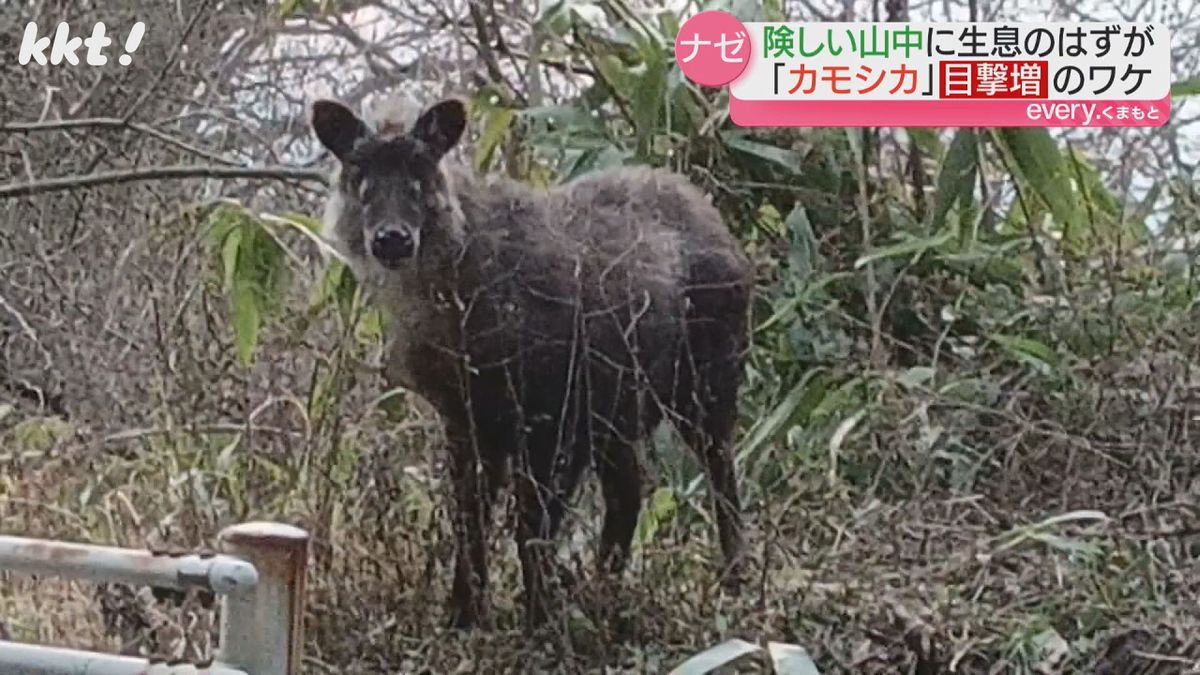 高森町で特別天然記念物のカモシカを撮影『熊本の生息は40頭』なぜ人里近くに?
