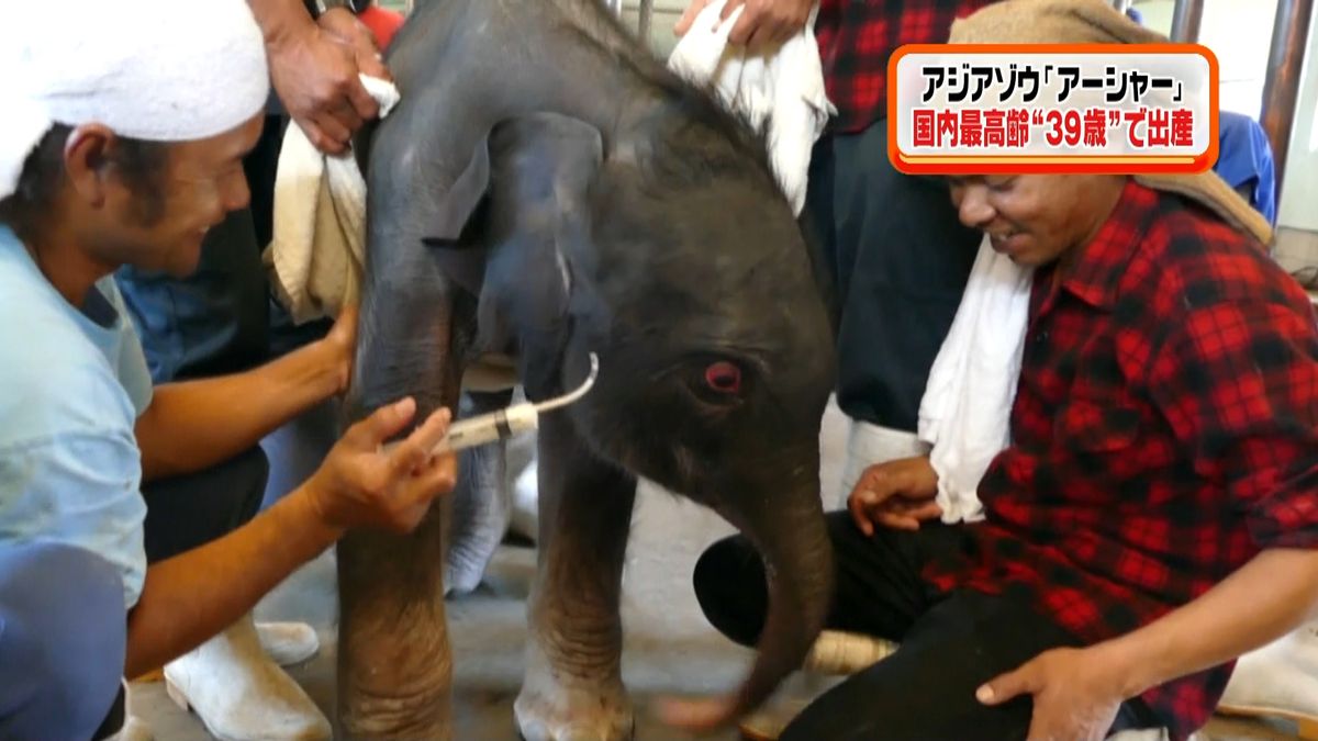 アジアゾウの「アーシャー」　最高齢で出産