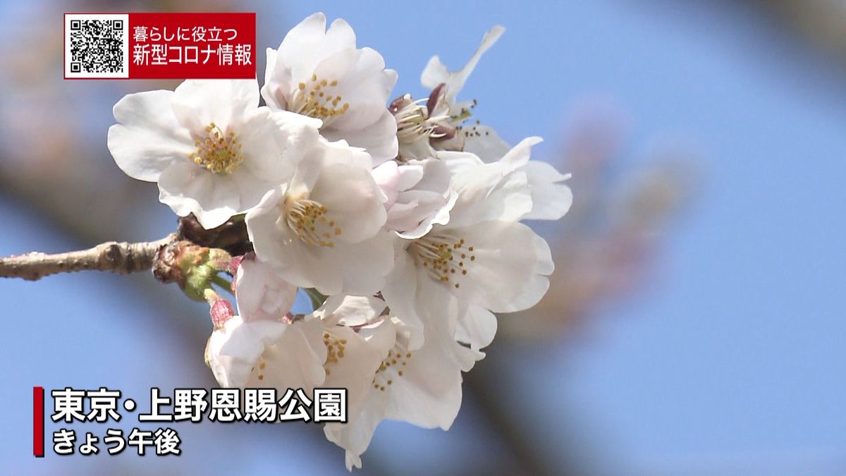上野公園　桜咲き始めたが…“宴席禁止”