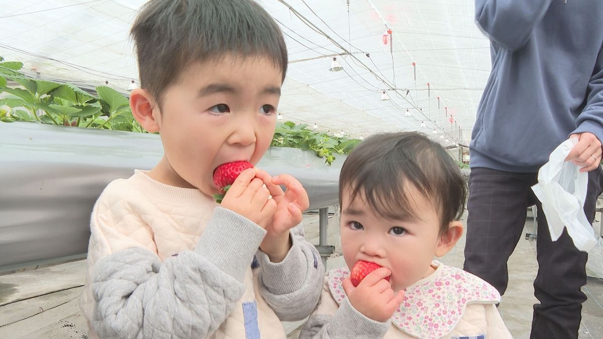 外は冬　中は暖か　寒河江市で観光いちご園オープン　来園者が雪中いちご狩り楽しむ