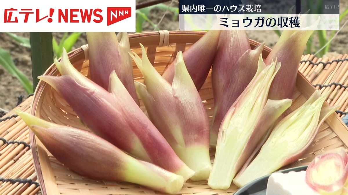 県内唯一のハウス栽培　ミョウガの収穫続く　広島・大崎上島町