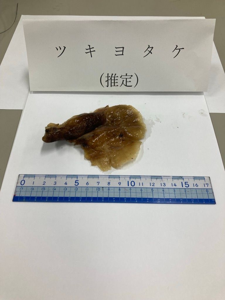 ヒラタケと間違えて…山で採取の毒キノコ「ツキヨタケ」を食べた6人が食中毒