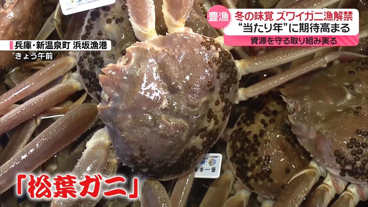 ズワイガニ漁解禁　“当たり年”に期待高まる　オオズワイガニも大漁…“厄介者”を“人気者”に