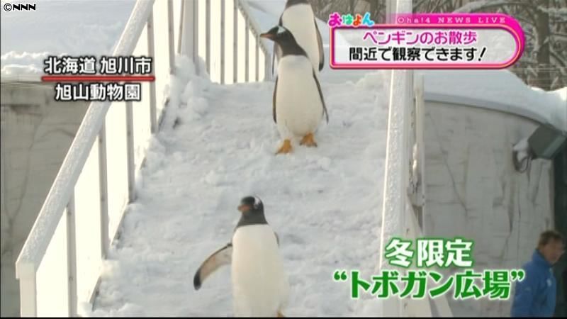 冬限定　旭山動物園にペンギンの雪遊び場