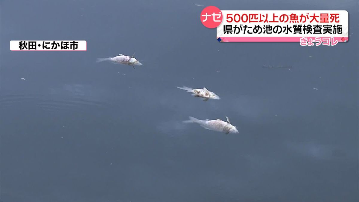 魚500匹以上　コイ・フナ・ナマズが大量死　ため池の水質検査を実施　秋田・にかほ市
