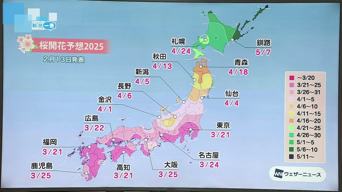 ことしの桜の開花　新潟は4月5日予想　平年よりやや早くなりそう