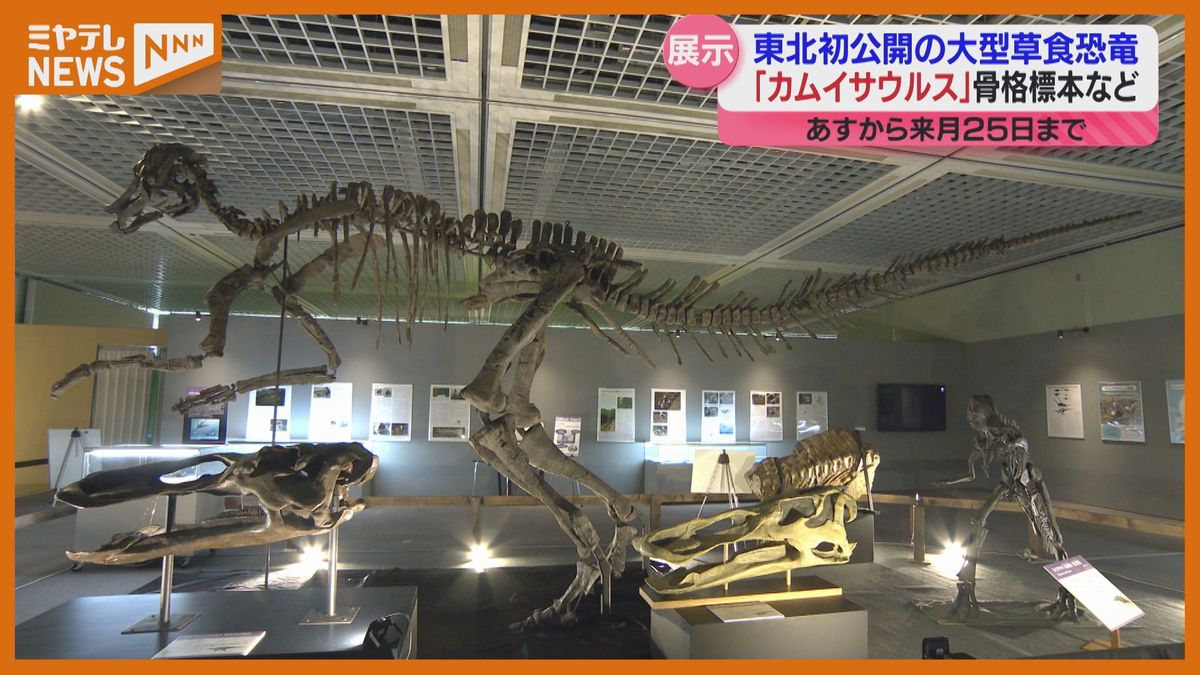 ＜東北初公開＞大型草食恐竜『カムイサウルス』の骨格標本など特別展示　カモノハシのような口（仙台市科学館）