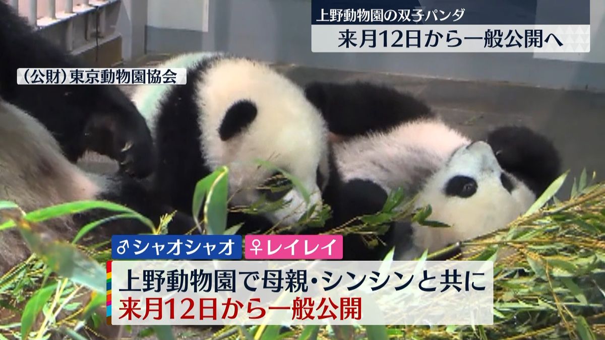 上野動物園の双子パンダ　１月１２日公開へ