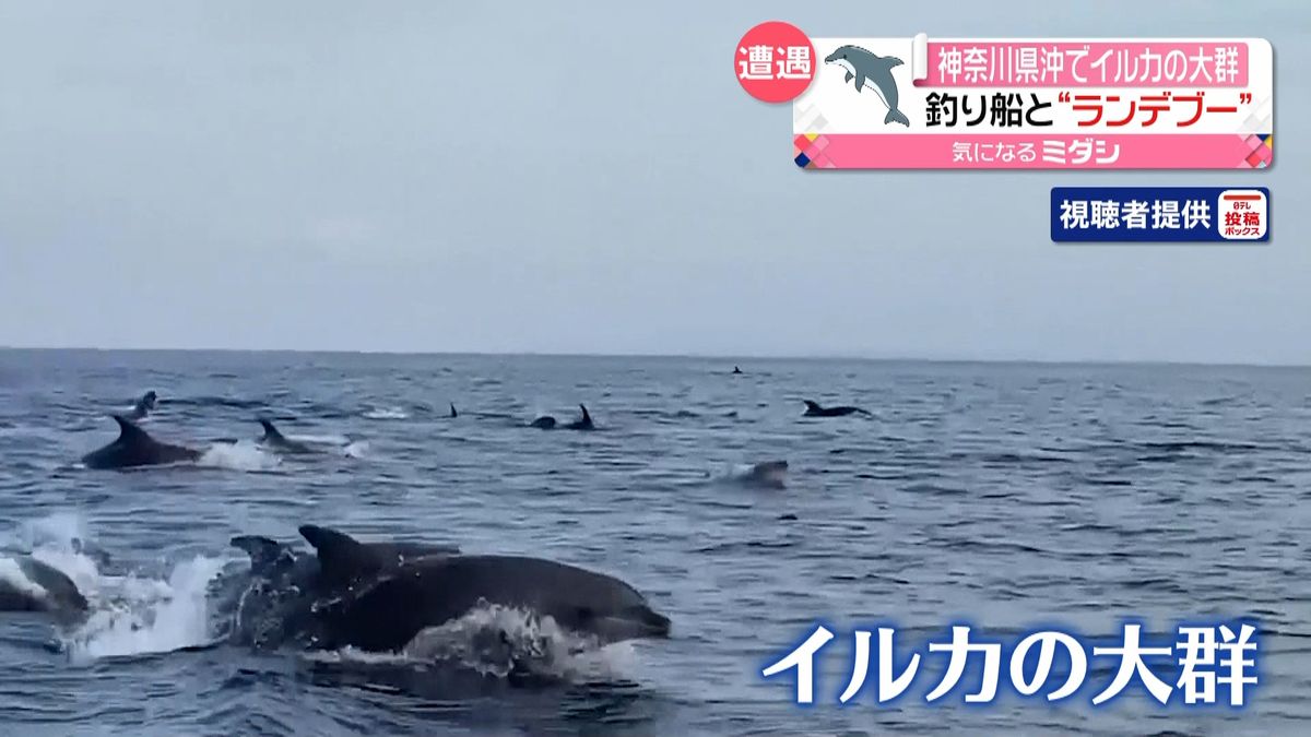 イルカの大群、小田原沖で釣り船と遊ぶ？