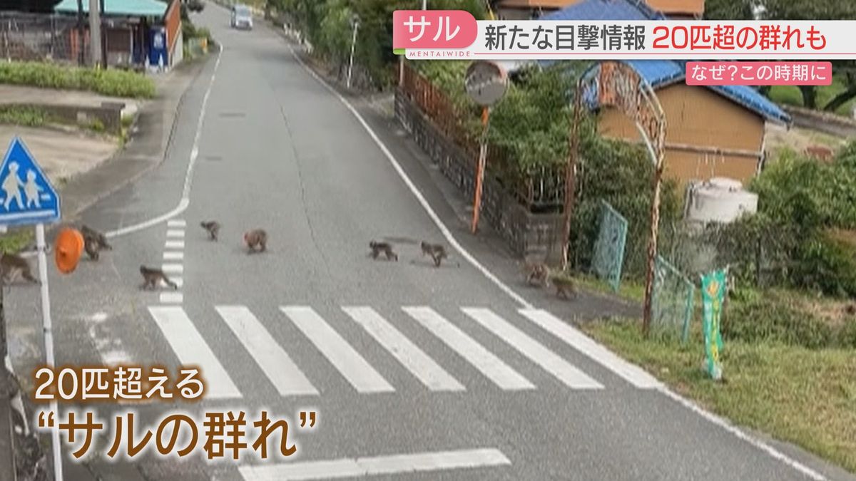20匹を超えるサルの群れが道路を横断　福岡市で目撃相次ぐ　児童など2人かまれケガ